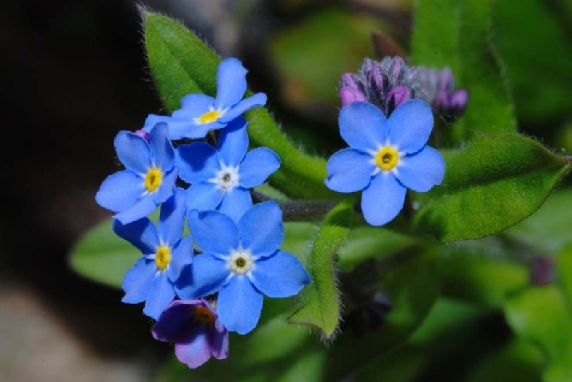 Kék erdei nefelejcs Bosje Blauw - Myosotis sylvatica, Myosotis sylvatica, ehető virág